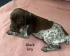 German Pointer