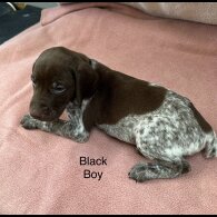 German Pointer