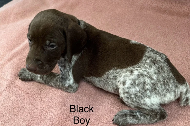 German Pointer