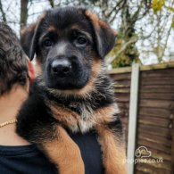 German Shepherd (Alsatian) - Both