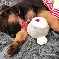 German Shepherd (Alsatian) - Both