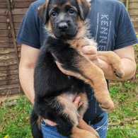 German Shepherd (Alsatian) - Both