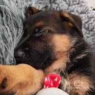 German Shepherd (Alsatian) - Both