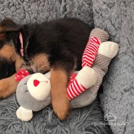 German Shepherd (Alsatian) - Both