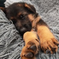 German Shepherd (Alsatian) - Both