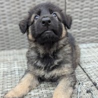 German Shepherd (Alsatian) - Both