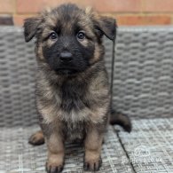 German Shepherd (Alsatian) - Both