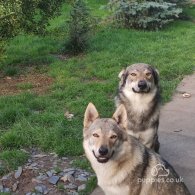 German Shepherd (Alsatian) - Both