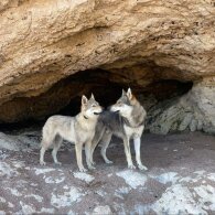 German Shepherd (Alsatian) - Both