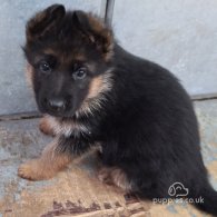 German Shepherd (Alsatian) - Both