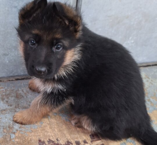 German Shepherd (Alsatian)