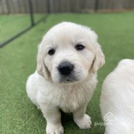 Golden Retriever - Both