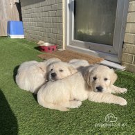 Golden Retriever - Both