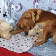 Golden Retriever - Both