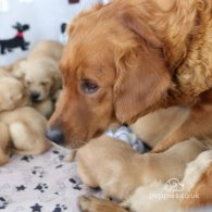 Golden Retriever - Both