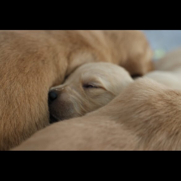 Golden Retriever - Both