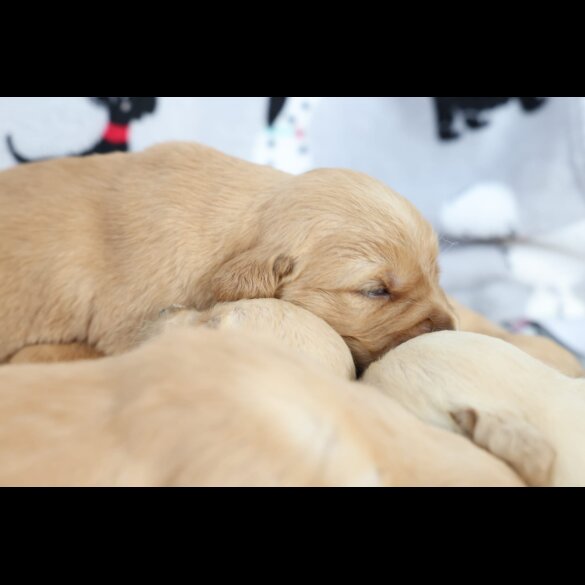 Golden Retriever - Both