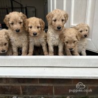 Goldendoodle - Both