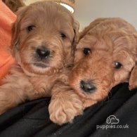 Goldendoodle - Both