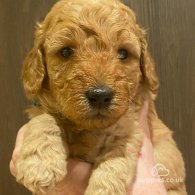 Goldendoodle - Both