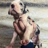 Great Dane - Both