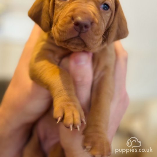 Hungarian Vizsla - Both