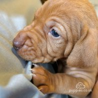 Hungarian Vizsla - Both