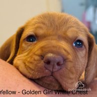 Hungarian Vizsla - Both