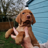 Hungarian Vizsla - Both