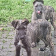 Irish Wolfhound - Both