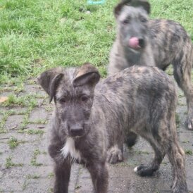 Irish Wolfhound - Both