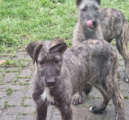 Irish Wolfhound