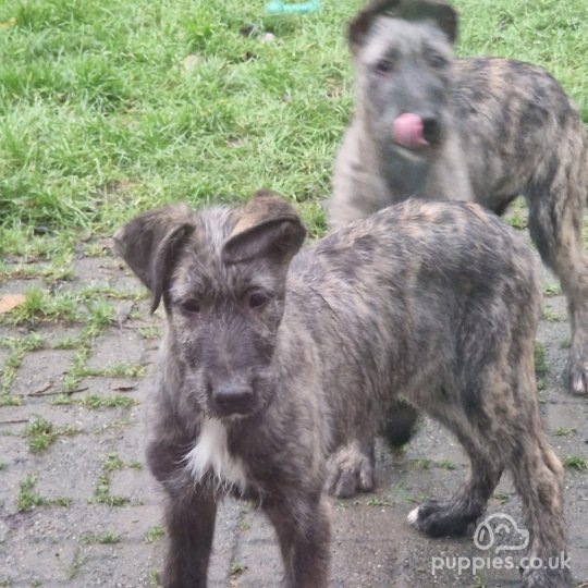 Irish Wolfhound - Both