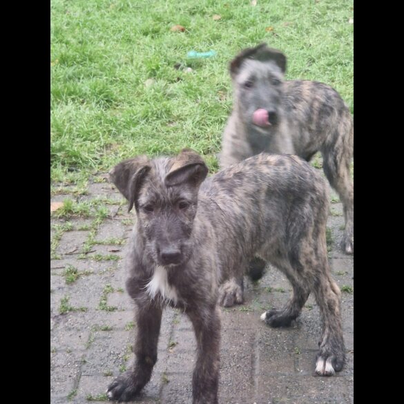 Irish Wolfhound - Both