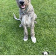 Irish Wolfhound - Both