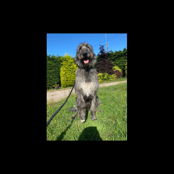 Irish Wolfhound - Both