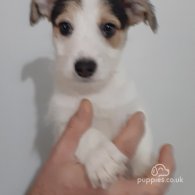 Jack Russell - Both