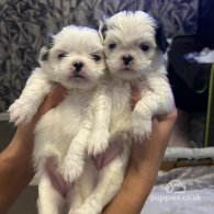 Japanese Chin - Both