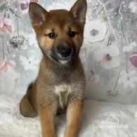 Japanese Shiba Inu - Bitches