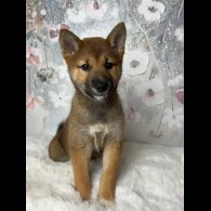 Japanese Shiba Inu - Bitches