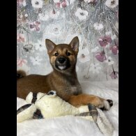 Japanese Shiba Inu - Bitches