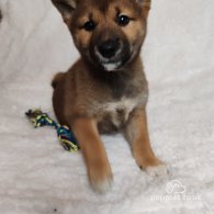 Japanese Shiba Inu - Bitches