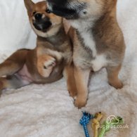 Japanese Shiba Inu - Bitches