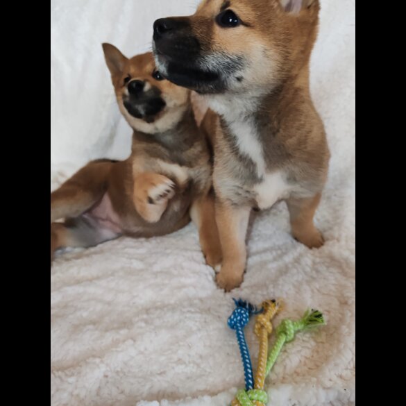 Japanese Shiba Inu - Bitches