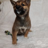 Japanese Shiba Inu - Bitches