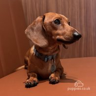 Dachshund (Standard & Miniature) - Both