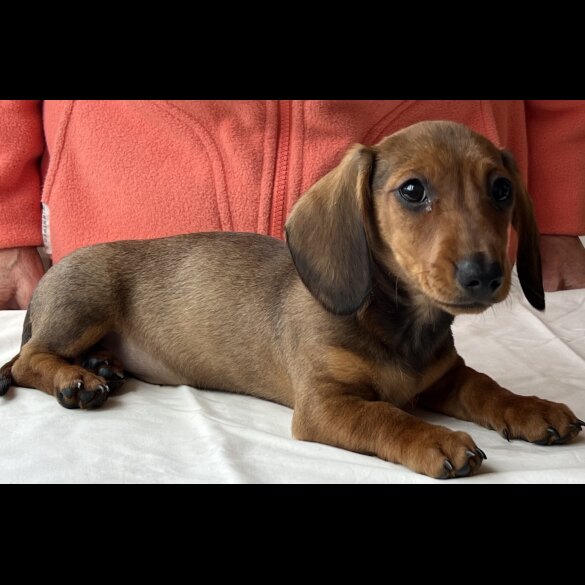 Dachshund (Standard &amp; Miniature) - Both