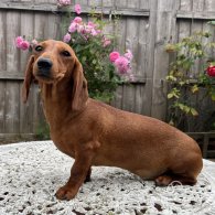 Dachshund (Standard & Miniature) - Both