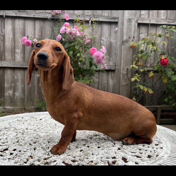 Dachshund (Standard &amp; Miniature) - Both