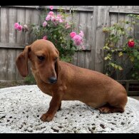 Dachshund (Standard &amp; Miniature) - Both